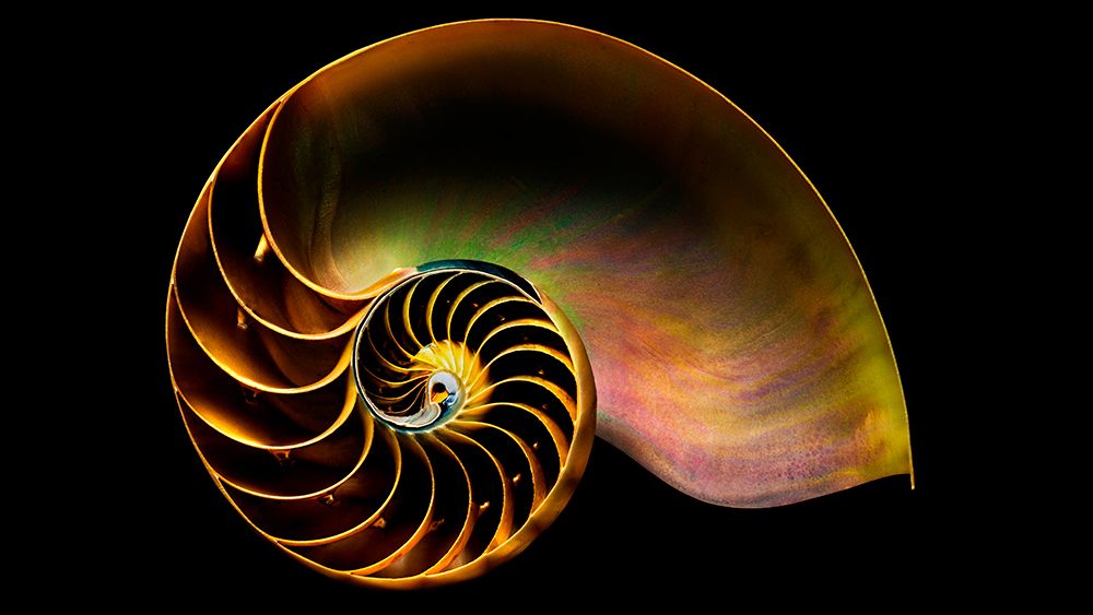 The golden ratio on a shell